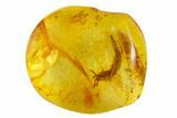 Detailed Fossil Bristletail (Archaeognatha) In Baltic Amber #105440-1